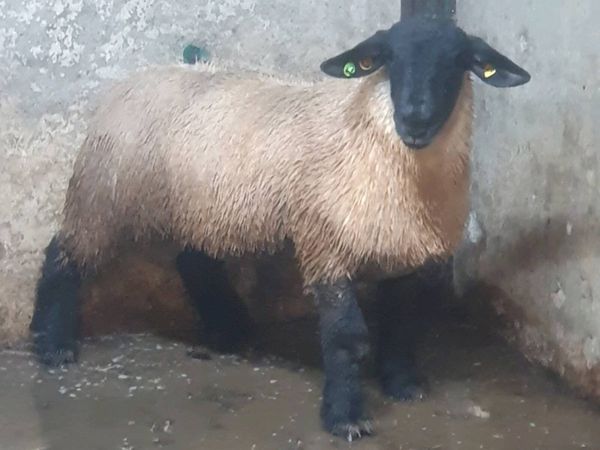 Suffolk rams - Main image