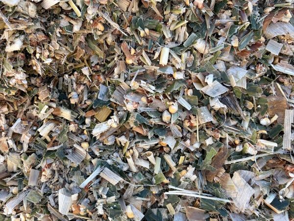 Maize silage - Main image
