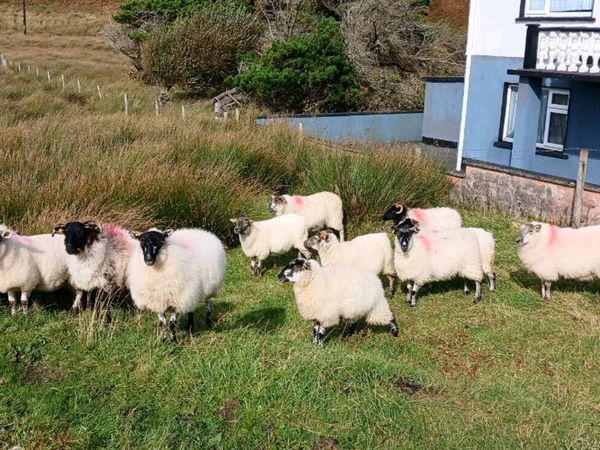 Hogget and 2 year old crossbreed  ewe for sale - Main image