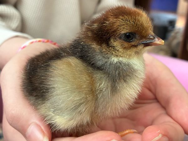Swedish Flower Day old chicks - Main image