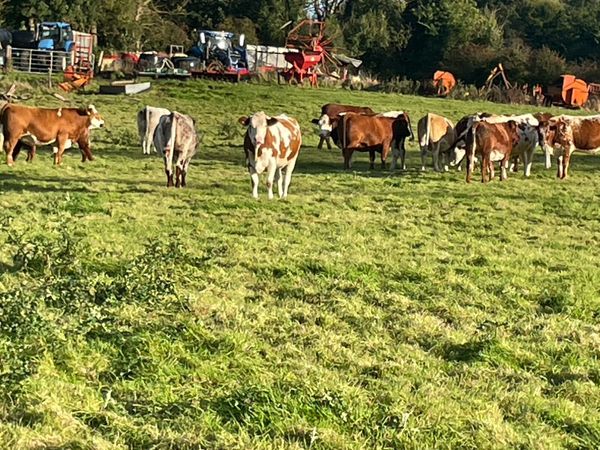 In calf heifers - Main image