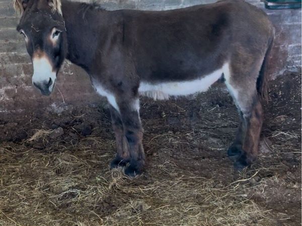 big jack donkey - Main image
