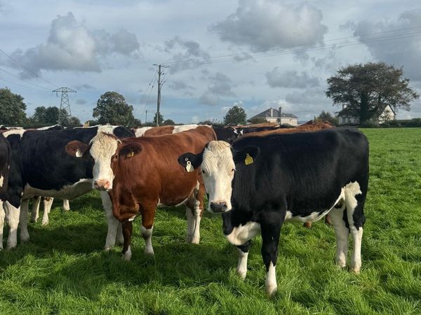 Incalf heifers - Main image