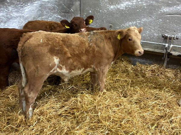 Charolais lim and Angus bulls - Main image