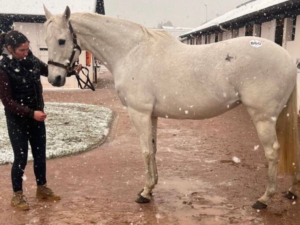 Thoroughbred Mare - Main image