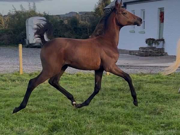 Filly foal from 1.50/4* star family - Main image