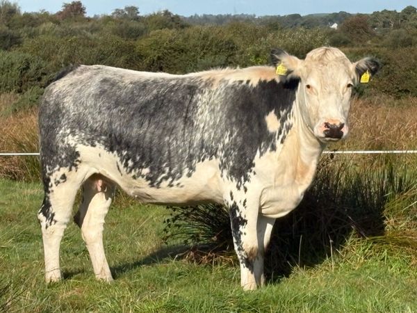 30 incalf spring calving cows - Main image