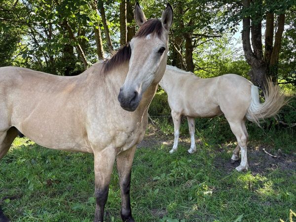 16.3 Dun Gelding - Main image