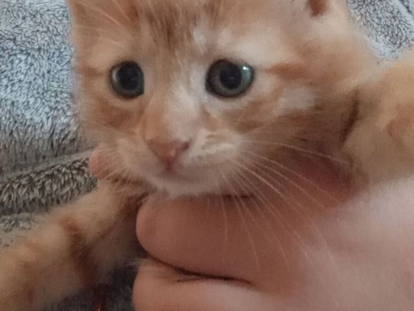 Beautiful kittens - Main image