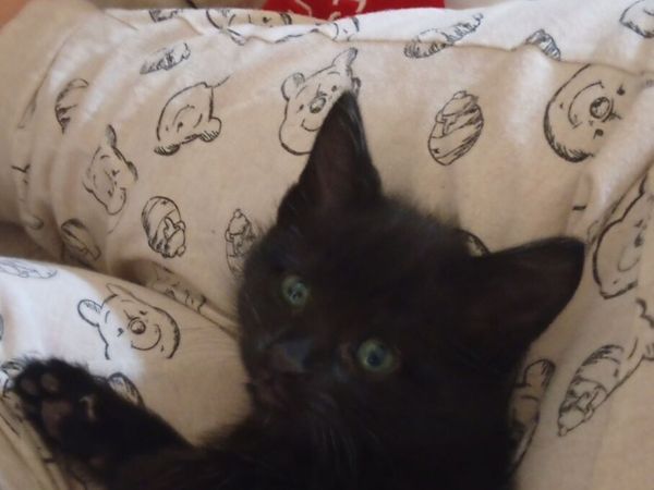 Beautiful kittens( UPDATE only female left) - Main image