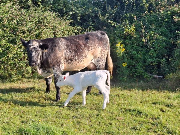 Calved Sucklers - Main image