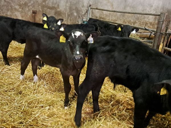 Weaned Full Symbol Organic Angus Calves - Main image