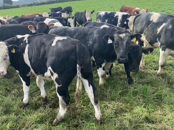 Weanlings - Main image