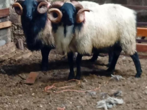 Blackface rams - Main image