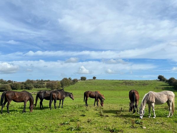 Retirement Sale of TB Mares Geldings Fillies - Main image