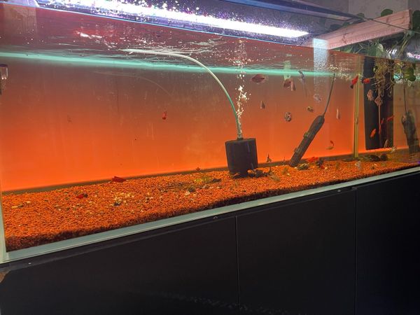 Fish tank 500 litre Optiwhite Full LED Background - Main image