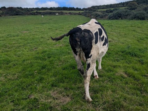 Calved incalf Friesian - Main image
