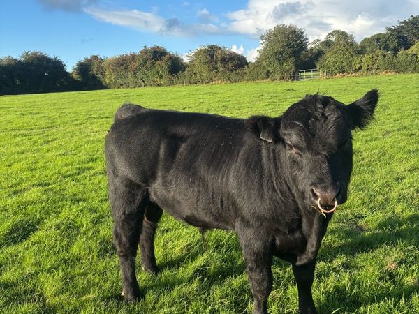 Angus bull - Main image