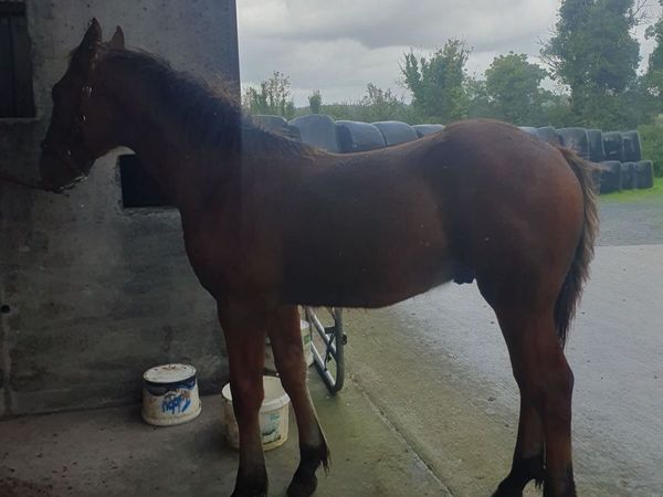 Irish draught colt foal - Main image