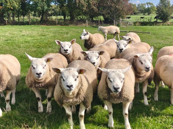 Pedigree Texel ram lambs - Main image