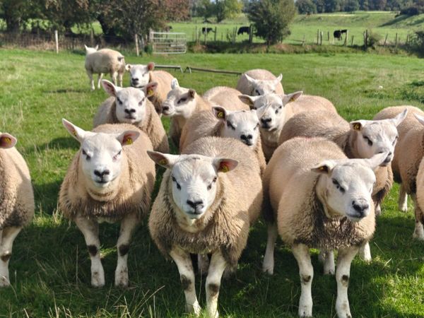 Texel ram lambs - Main image