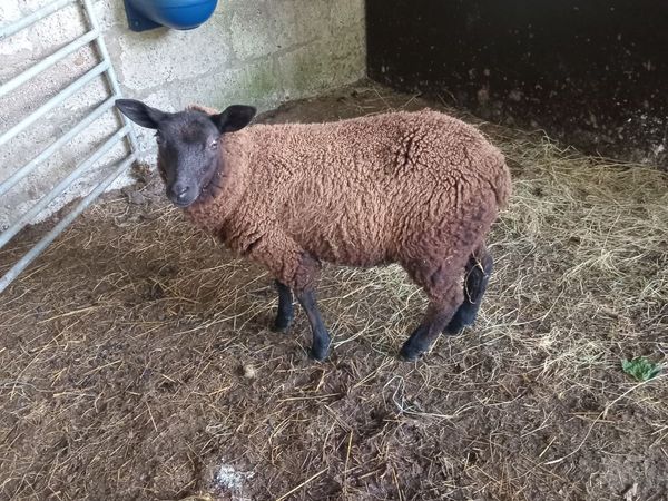 Black ewe lamb - Main image