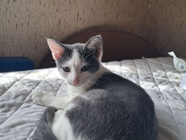 Kittens for good home - Main image