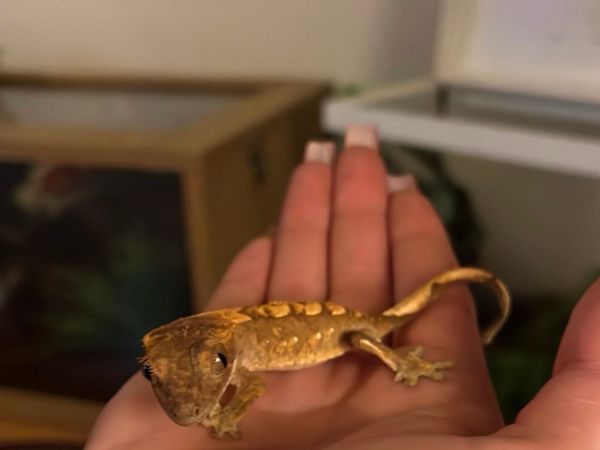 Crested Gecko - Main image