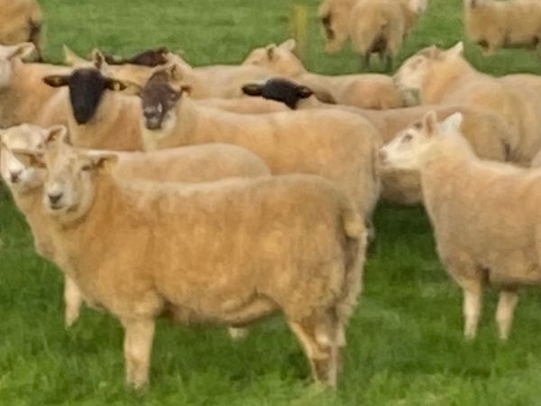 Hoggets - Main image