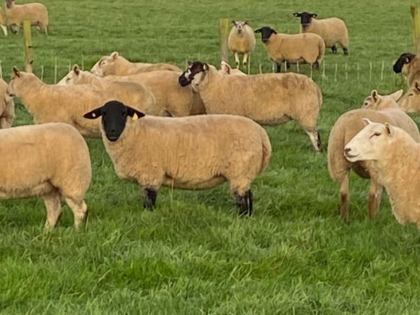 Hoggets - Main image