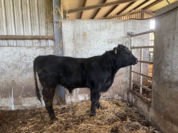 Pedigree Registered  Angus Bull - Main image