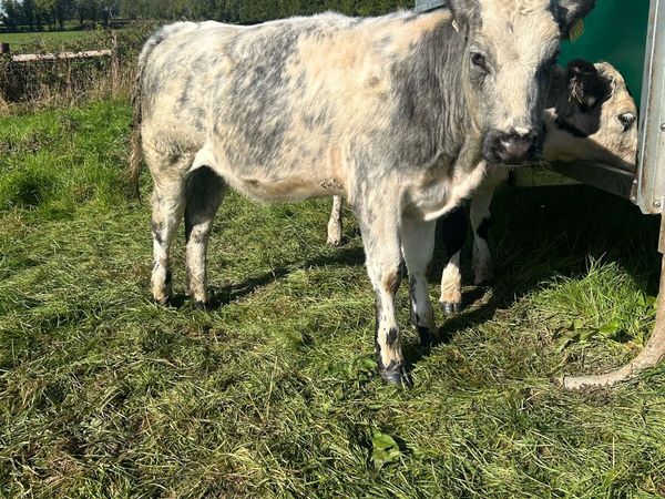 Belgium Blue Heifers - Main image