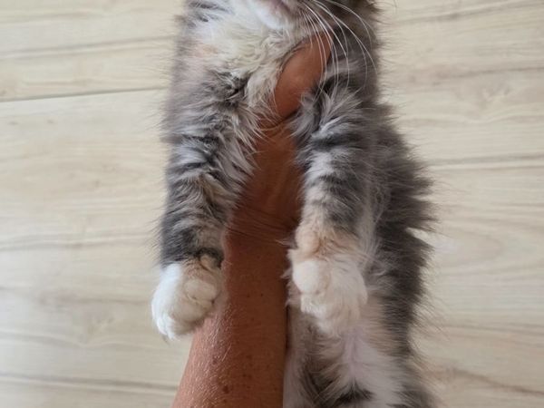 Maine Coon - Main image