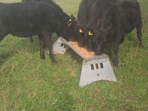 Angus heifers - Main image