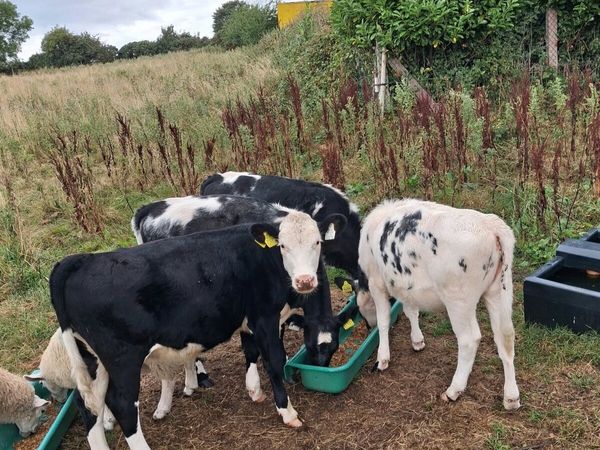 4 Heifer Calves 1 lot - Main image