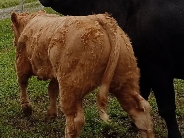 Weanlings - Main image