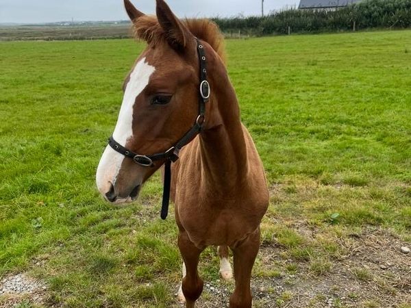 Colt foal by Sligo Candy Boy - Main image