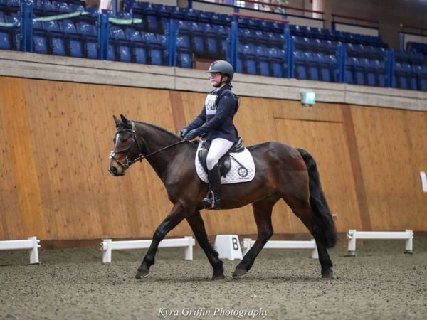 Beautiful fun Pony Club pony - Main image