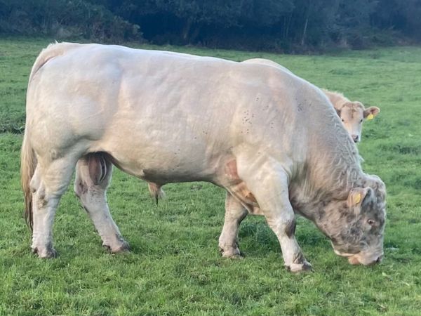 Pedigree Charolais Bull, Balla Mart Sat 3 Oct - Main image