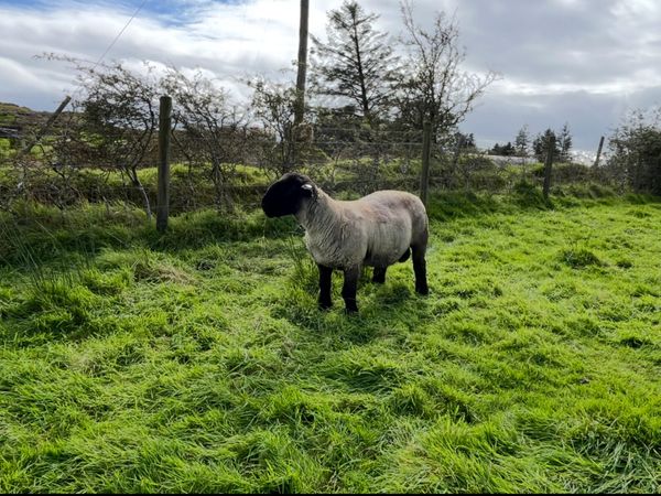 Pedigree Suffolk Hogget Ram SIS eligible - Main image