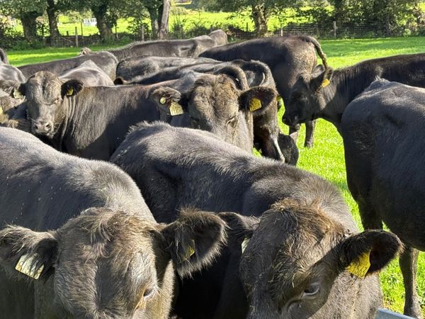 20 SUPER ANGUS BULL WEANLINGS ( 300 KGS ) - Main image