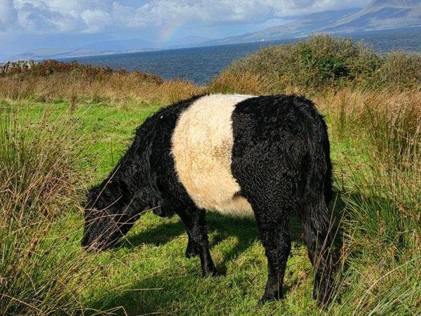 Belted galloway heifer - Main image