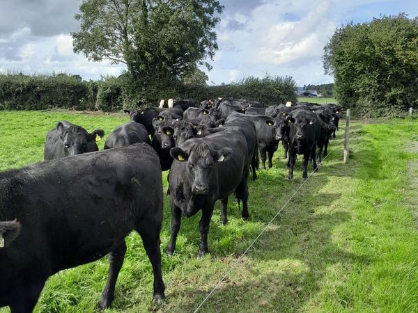 Cattle - Main image