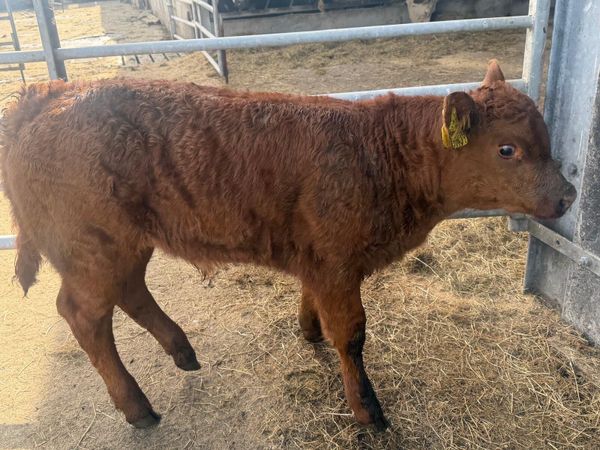 Suckler Bred Red Limousin Bull Calf - Main image