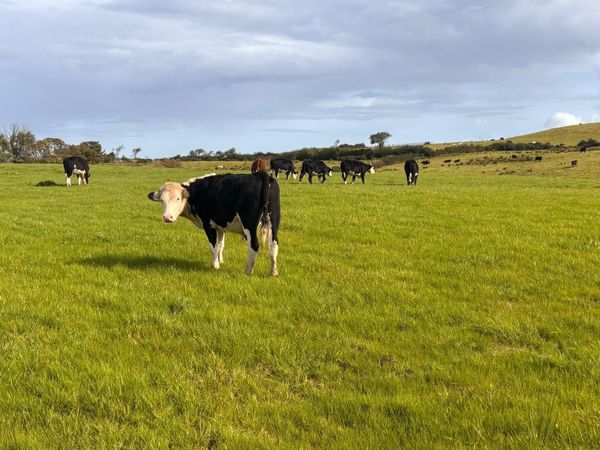 Good quality Hereford bullocks - Main image