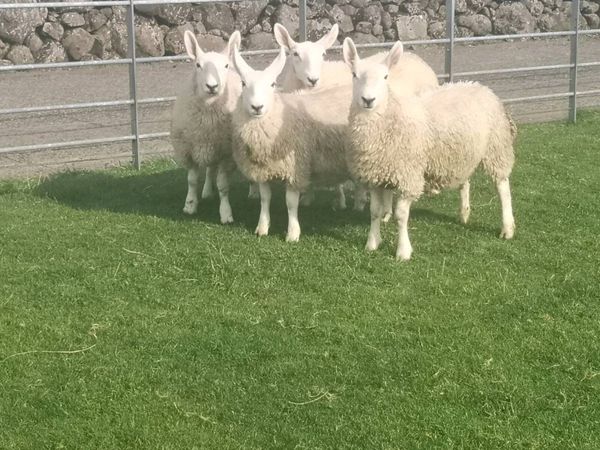 North country cheviot ewe lambs - Main image