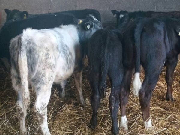 10 weaners - Main image