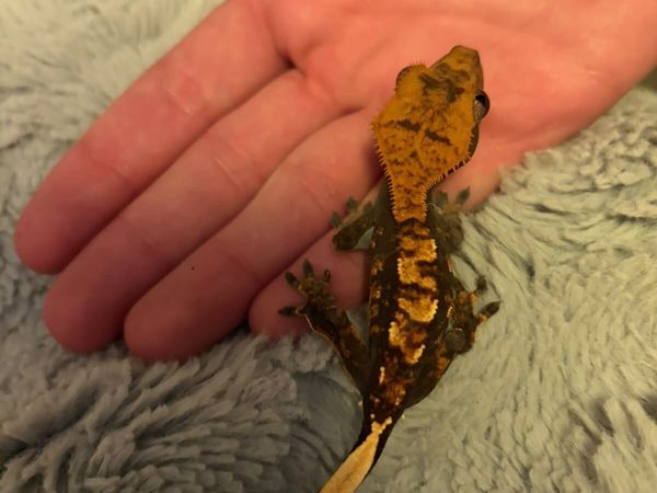 Greater Gecko - Main image