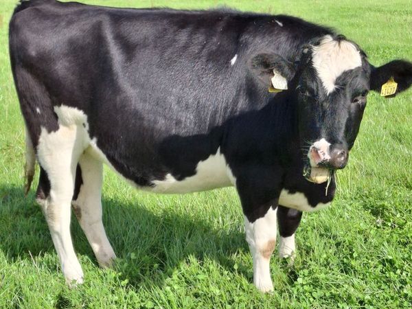 6 in calf Hol/Fr Hfrs - Main image
