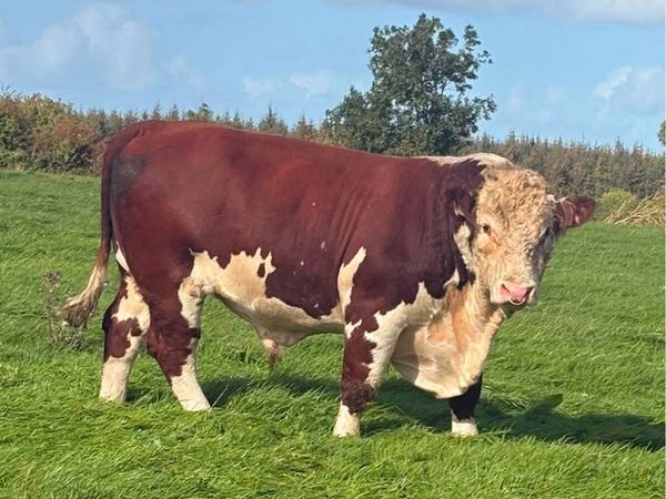 2 year old Pedigree Hereford Bull - Main image